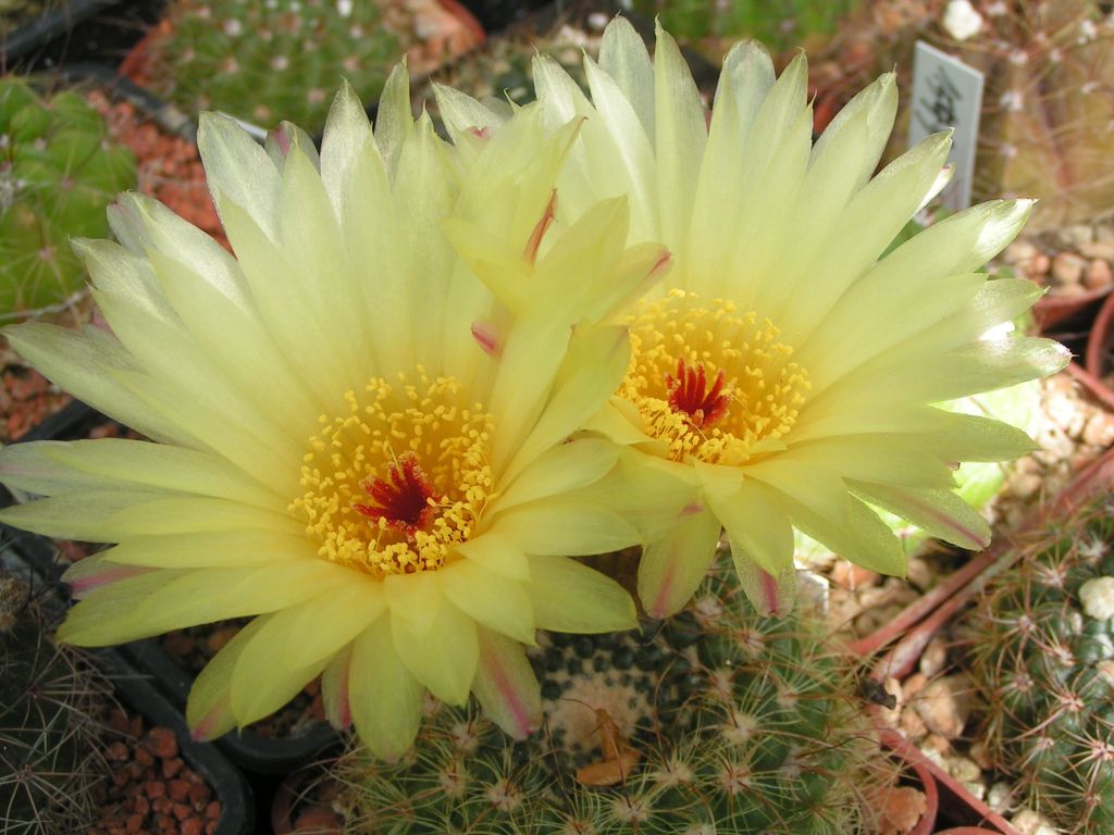 Notocactus agnetae